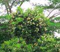 sea apple 